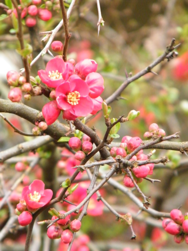 Close up of blossoms