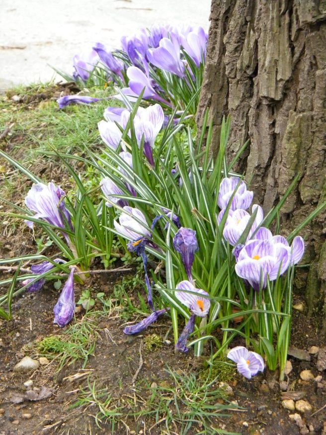 Purple, striped crocuses