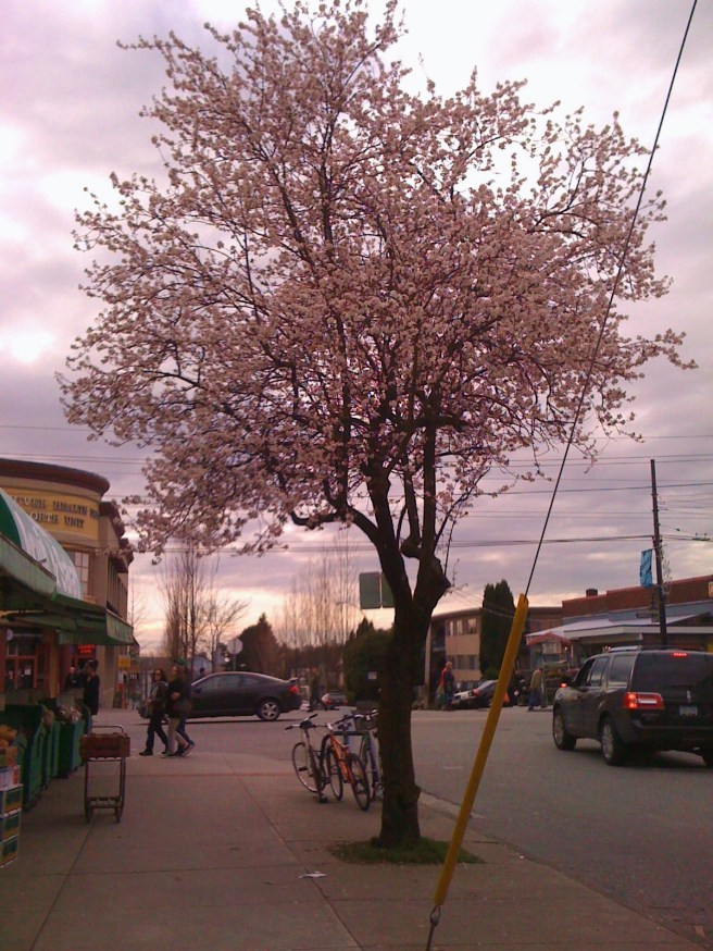 Blooming tree