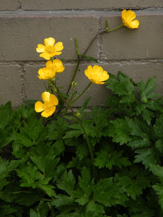 Buttercups - green leaves and bright yellow blossoms against a grey, brick wall. Buttercups - green leaves and bright yellow blossoms against a grey, brick wall.