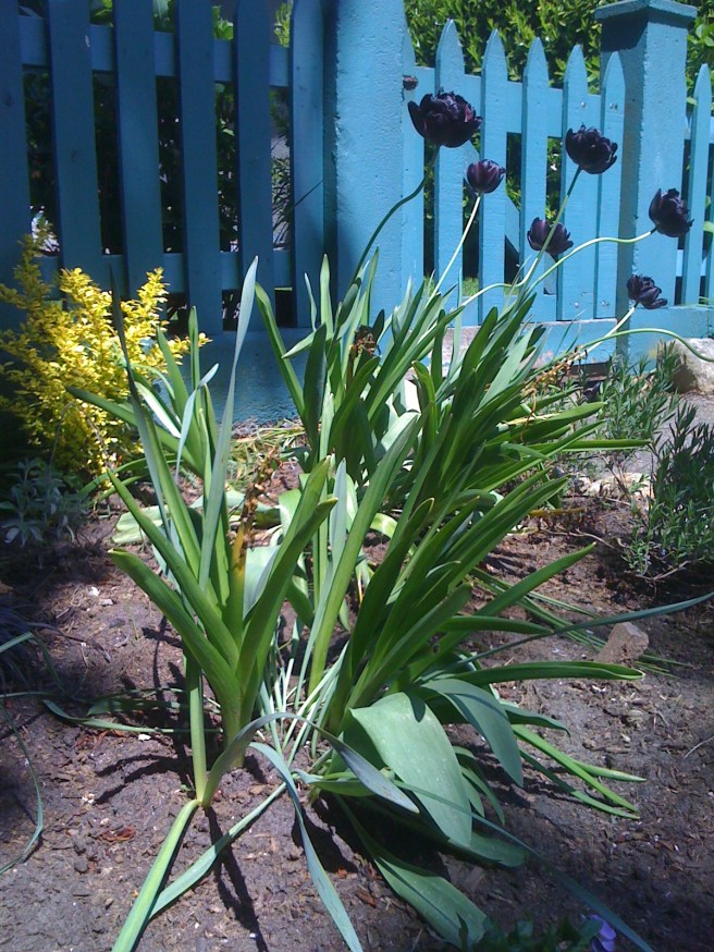 Frilly, dark purple tulips with long, curvy stems against a green fence, with yellow flowers in the background and a mixture of shadows and light.