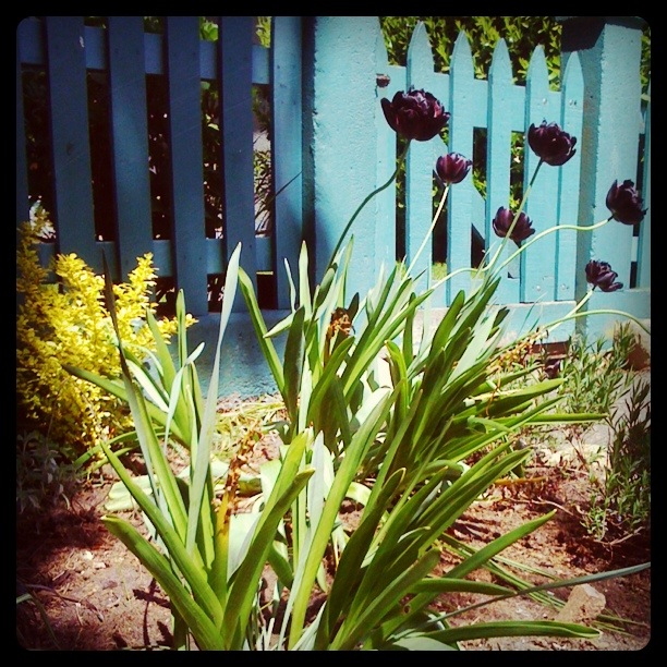 Instagram version (brighter, deeper colours and greater contrast between shadows and light) of Frilly, dark purple tulips with long, curvy stems against a green fence, with yellow flowers in the background and a mixture of shadows and light.
