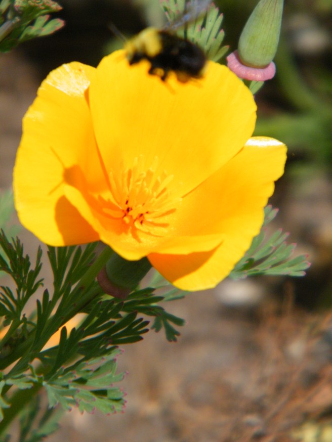 Yellow flower with bee in flight. Yellow flower with bee in flight.