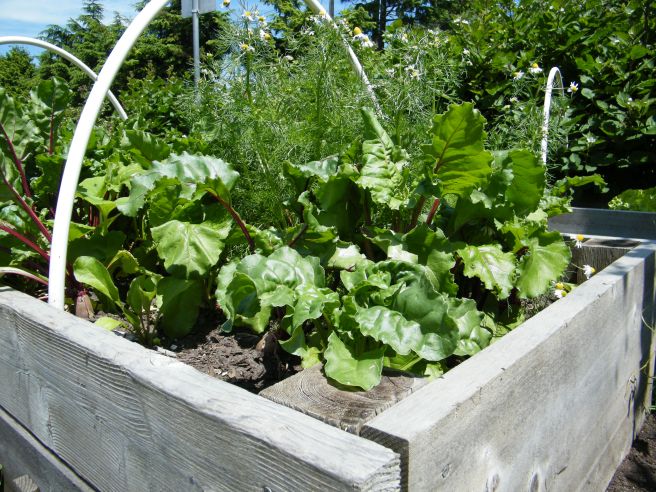 A raised bed with a mix of flowers and vegetables.