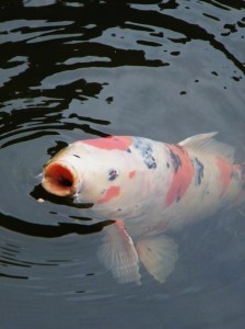 Mottled, mostly white koi fish grabbing a snack. Mottled, mostly white koi fish grabbing a snack.