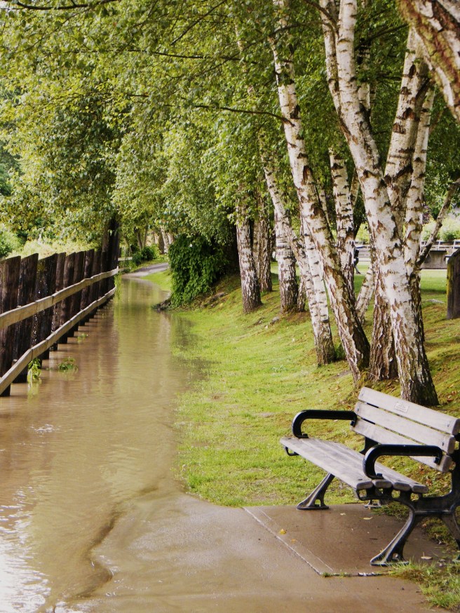 The path beside the Fraser, flooded by high water levels.