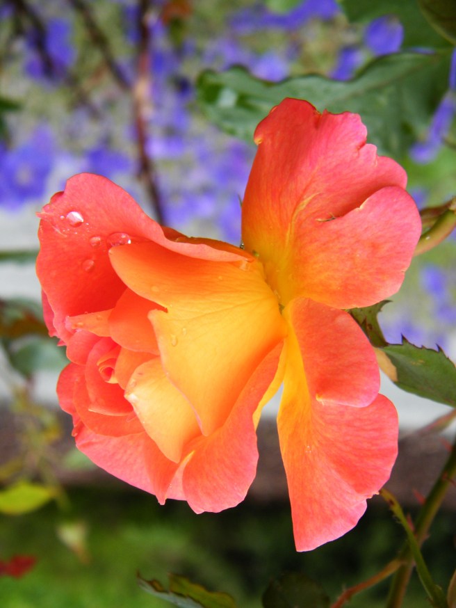 A close up of a yellow and orange rose, not yet fully opened, with purple flowers in the background.