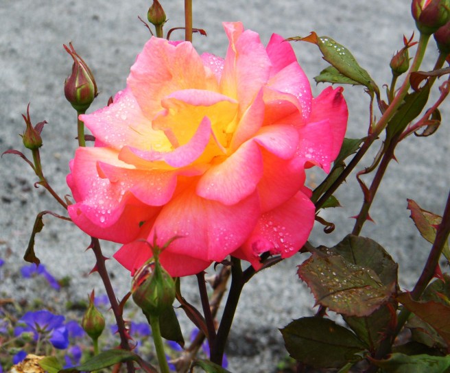 A fully bloomed rose, yellow in the centre, turning to light pink and then fuschia toward the edges.