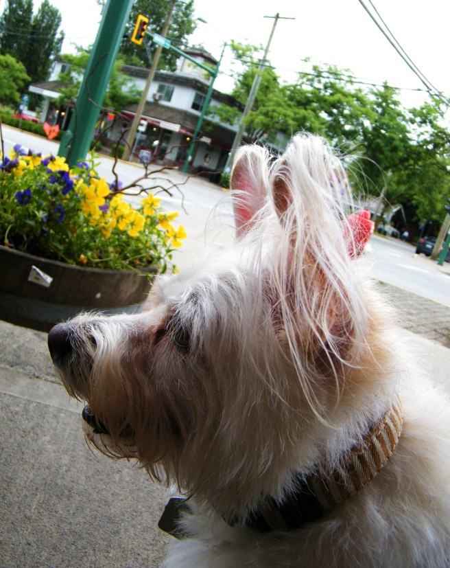 My walking companion, Roxy, with a flowerbed and streetscape in the background.