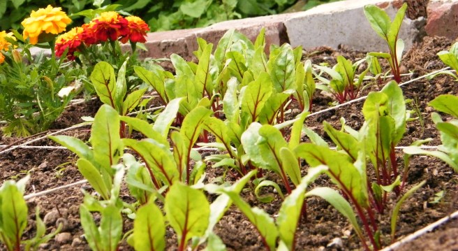 Beets sprouting, with marigolds in the background.