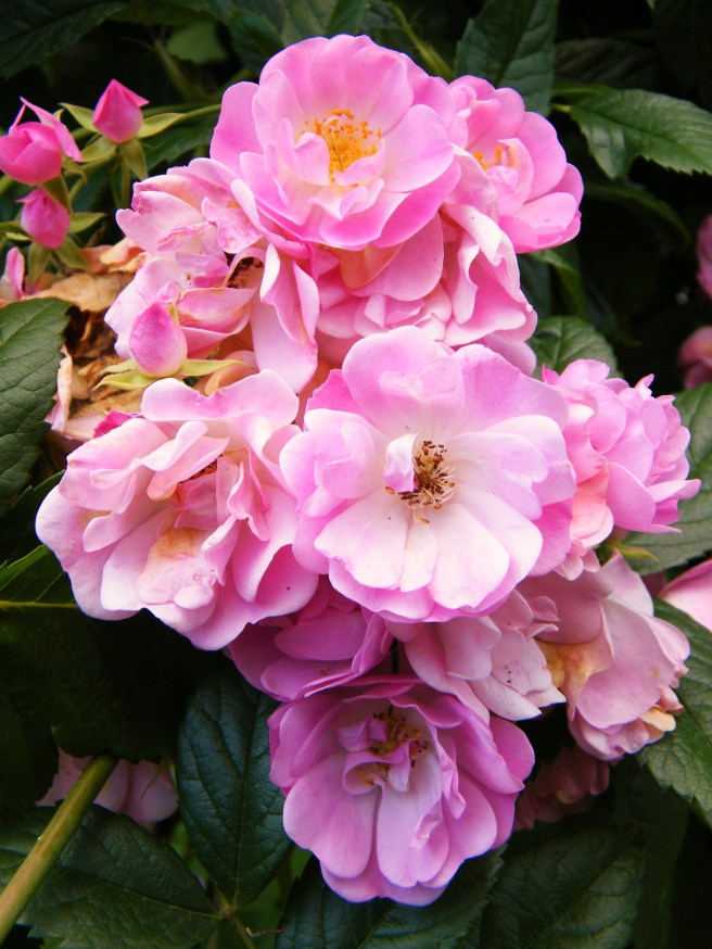 A cluster of pink roses.