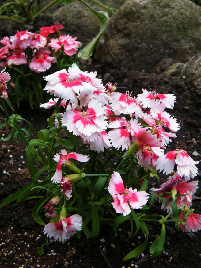 Pink and pinker dianthus.