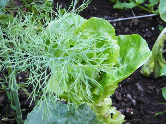 Lettuce, hiding underneath dill. (Lacy vs. Frilly)