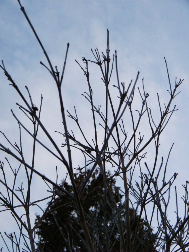 Bare branches against the sky, with an evergreen in the background. Bare branches against the sky, with an evergreen in the background.