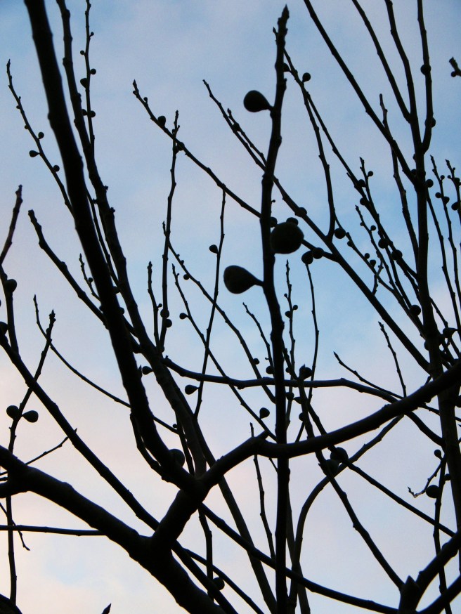Branches against the sky.