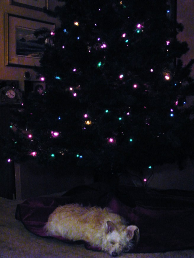 Roxy under my parents' Christmas tree.
