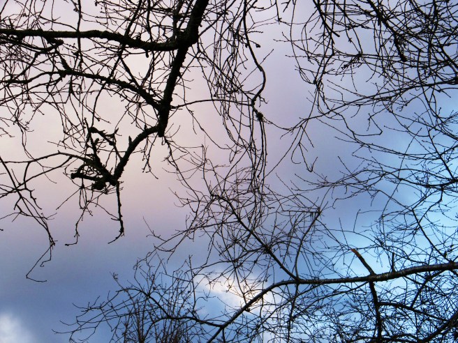 Branches against the sky.