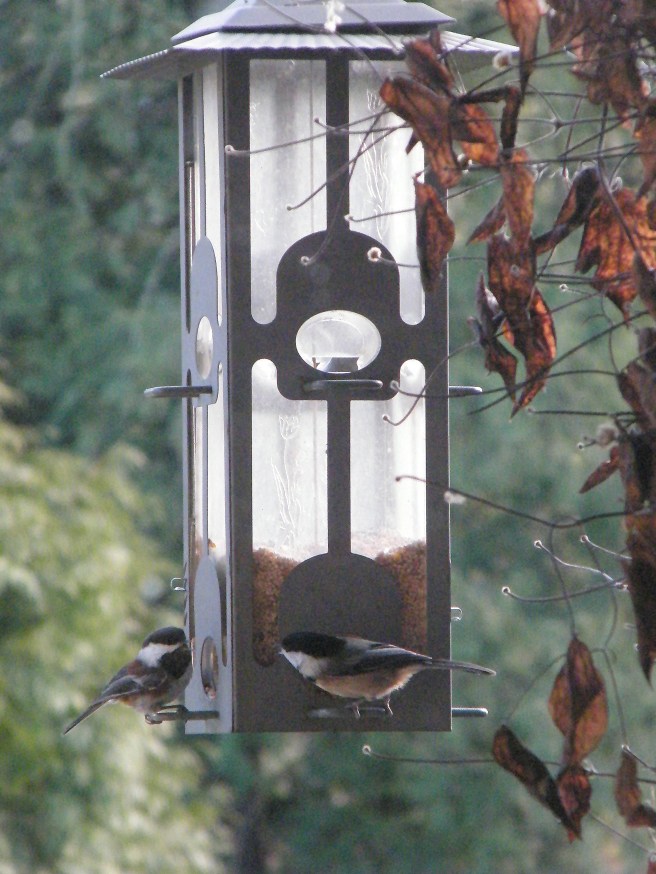 Birds at the feeder.