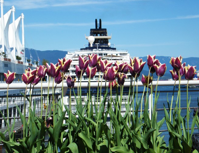 Tulips, with a cruise ship in the background.