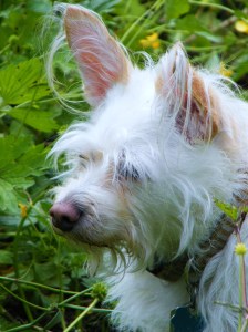 A back up album cover, in case Roxy decides to start a band. A back up album cover, in case Roxy decides to start a band.