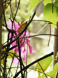Clematis through last year's vines Clematis through last year's vines