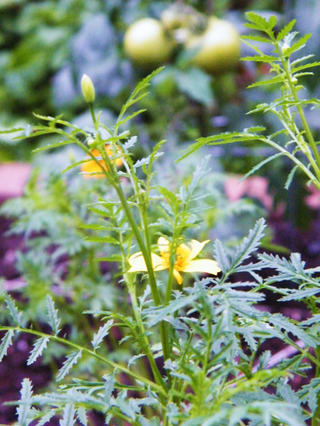 Marigold with someday-to-ripen tomatoes in the background