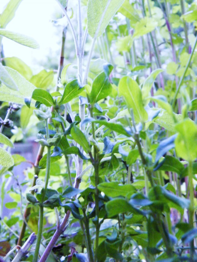 Tarragon, with more herbs in the background