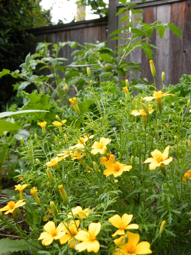 Marigold, with tomato in the background.