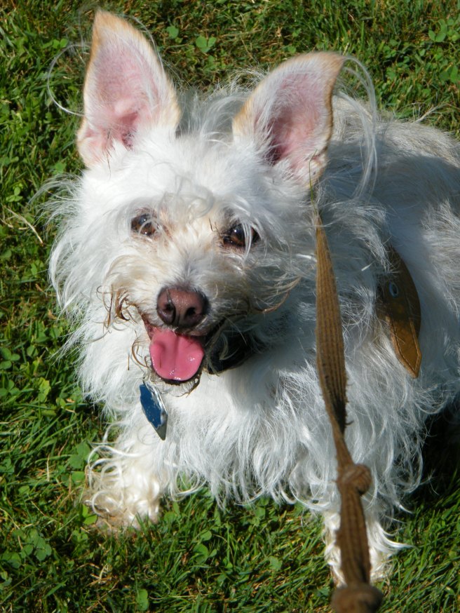 .Roxy, content after meeting and playing with many dogs.