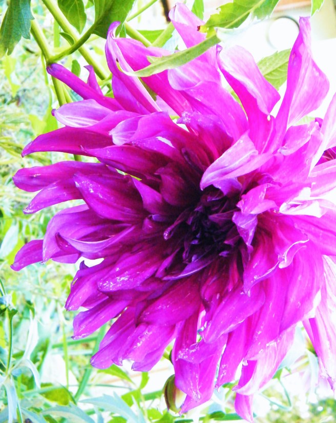 Enormous dahlia