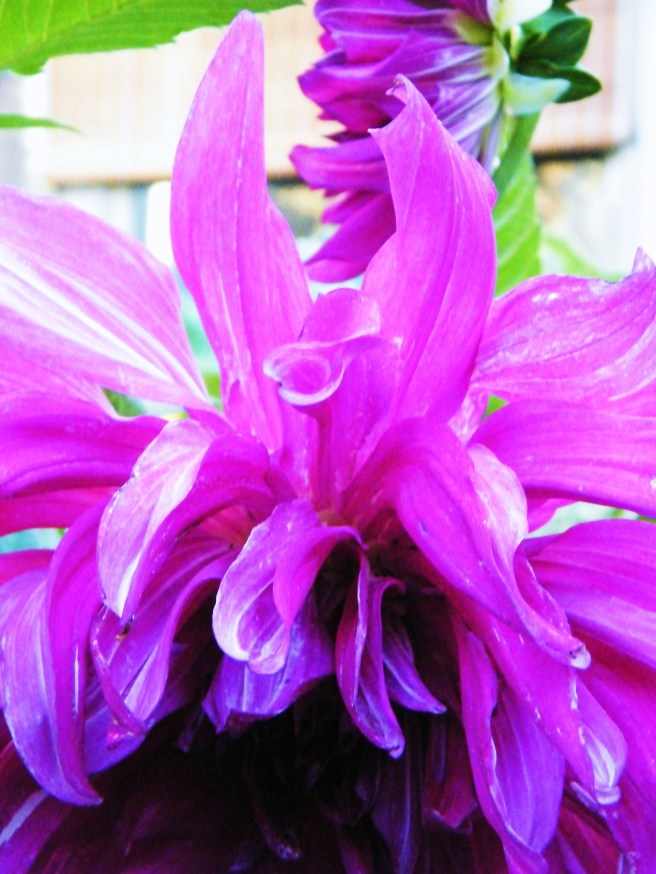 Gorgeous, leafy dahlia