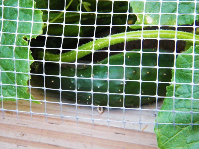 A cucumber, behind garden netting