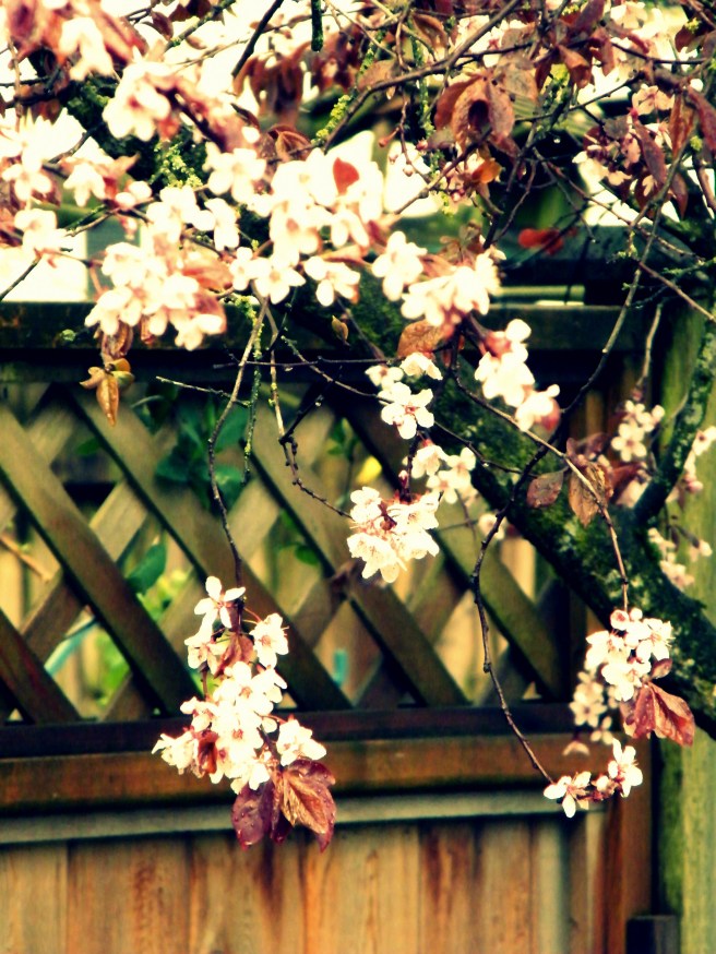 Blossoms against a fence.