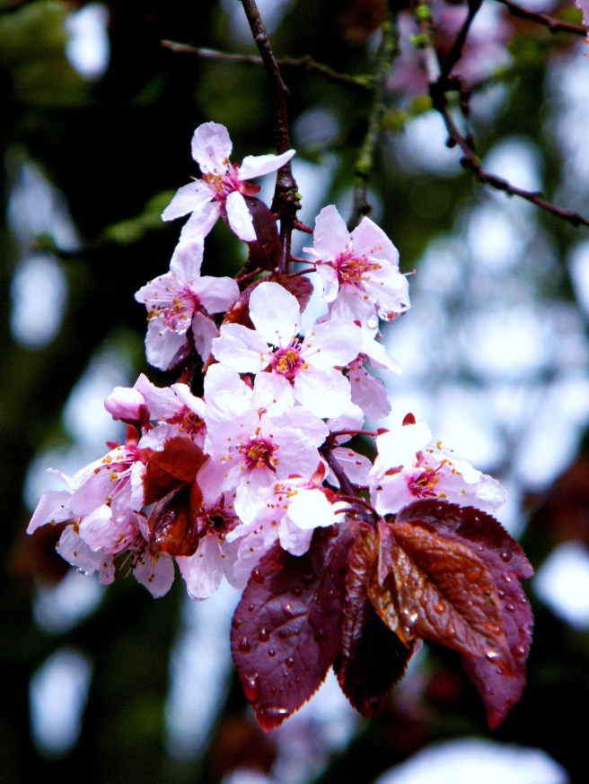 Closeup of pink blossoms.