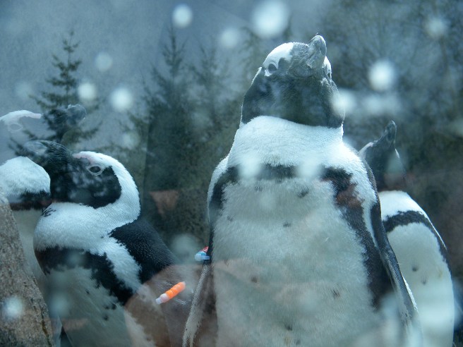South African penguins, through a glass darkly.