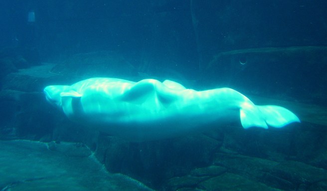 Luminous beluga, doing the backstroke.