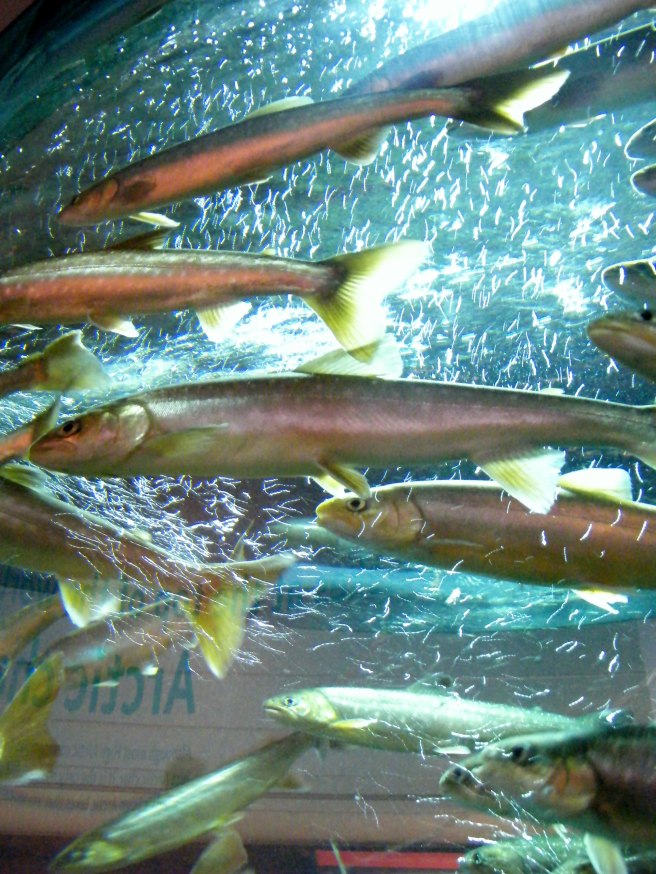 Artic char, ever moving.