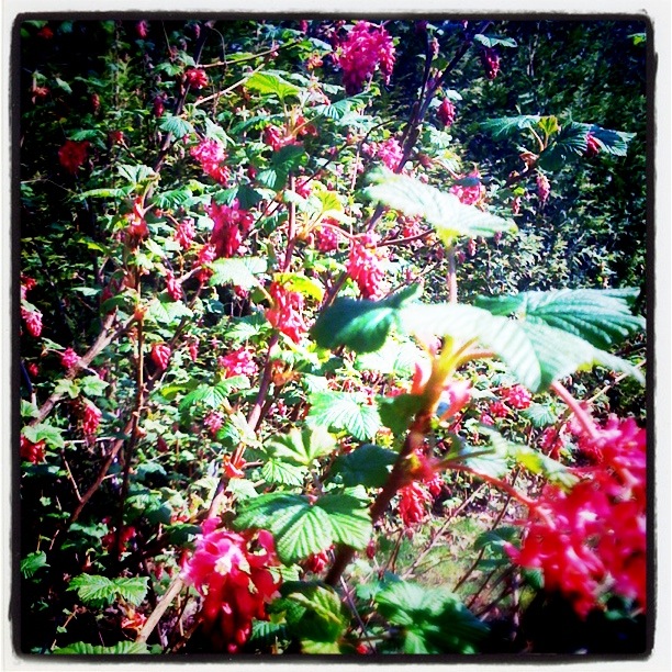 Flowers on Fort Langley's Brae Island