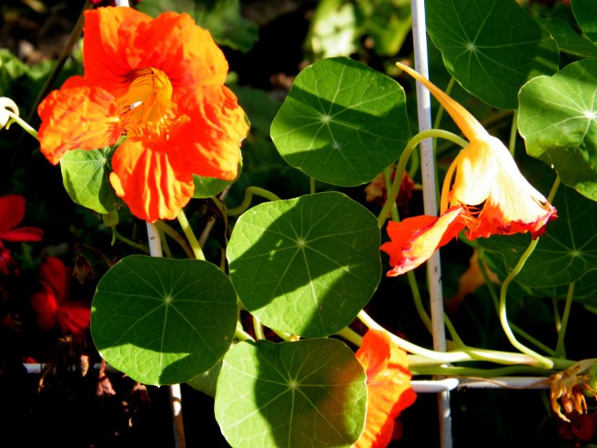 nasturtiums