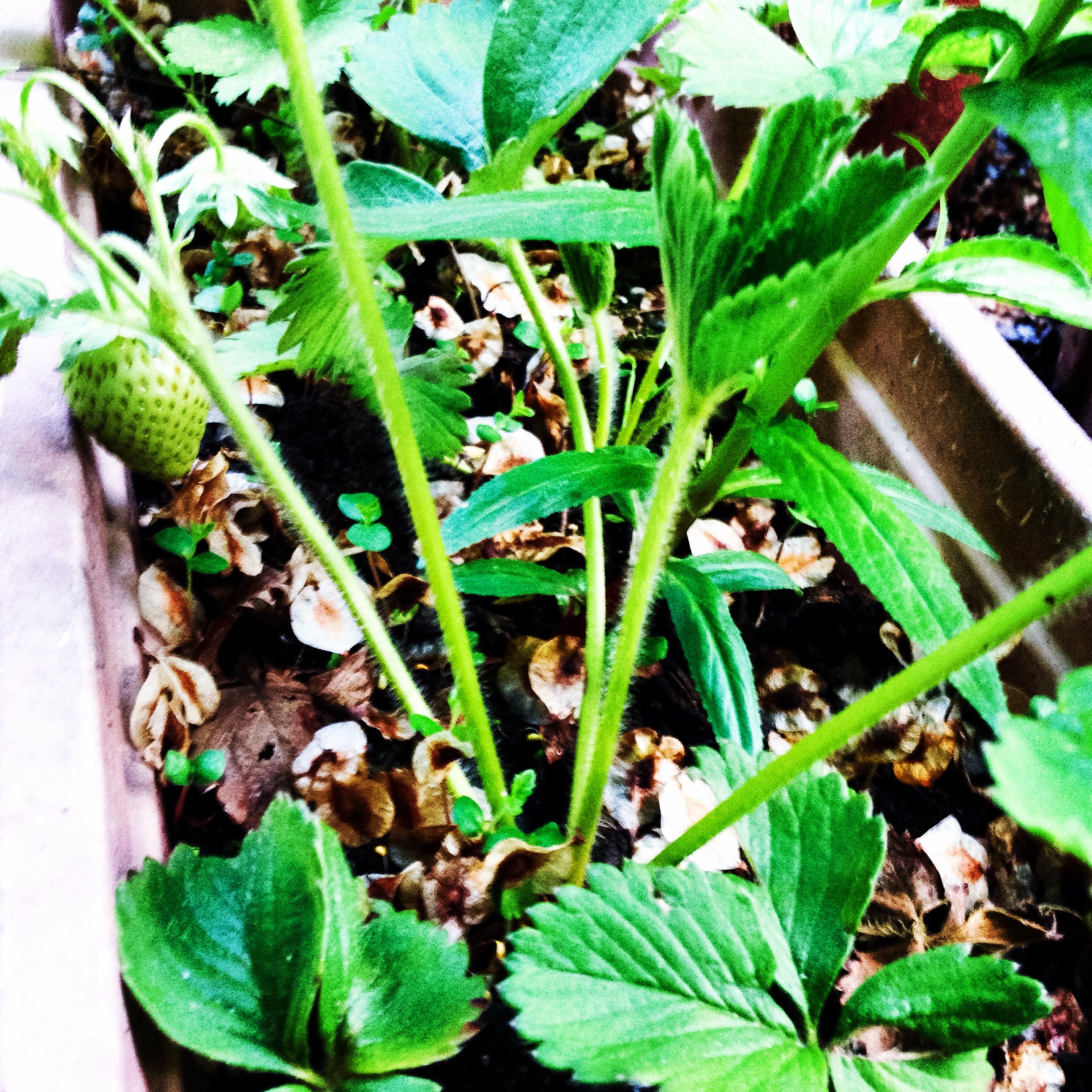 Strawberries in the balcony box