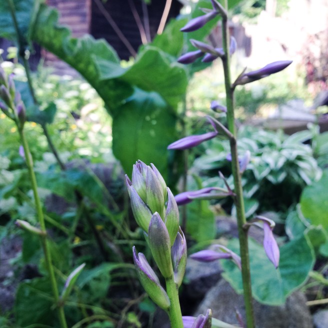 The hostas are flowering