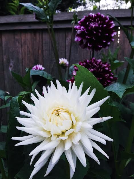 Cream spiked dahlia