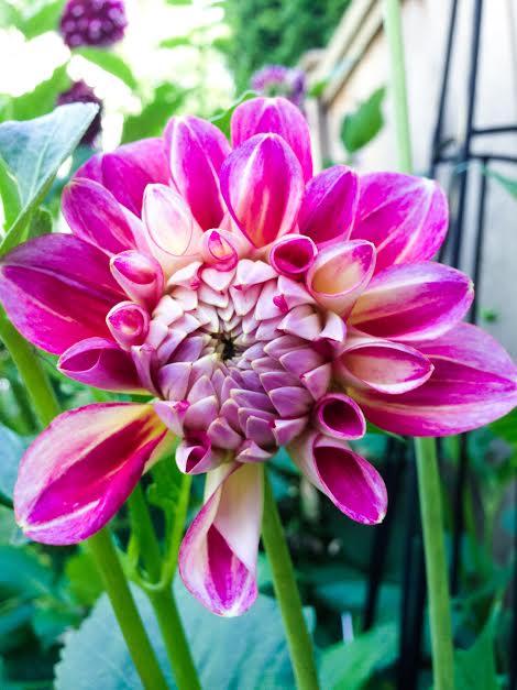 Hot Pink Dahlia