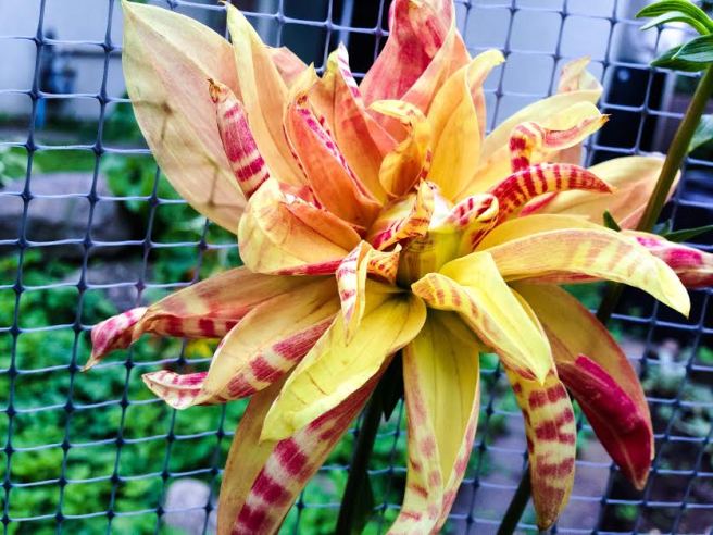 Tiger-striped dahlia