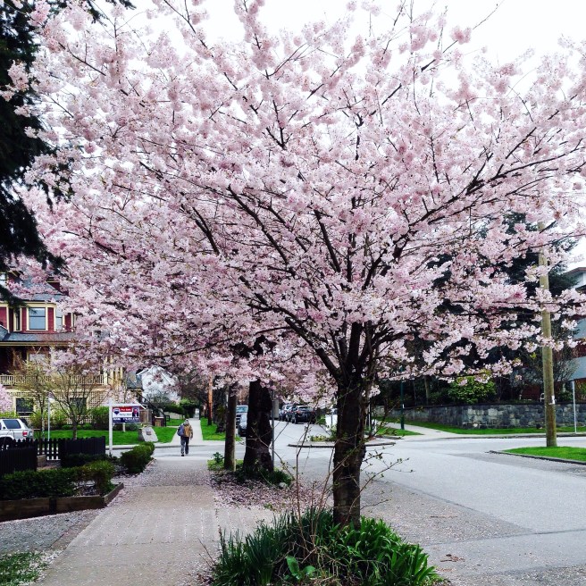 It's blossom time in Vancouver