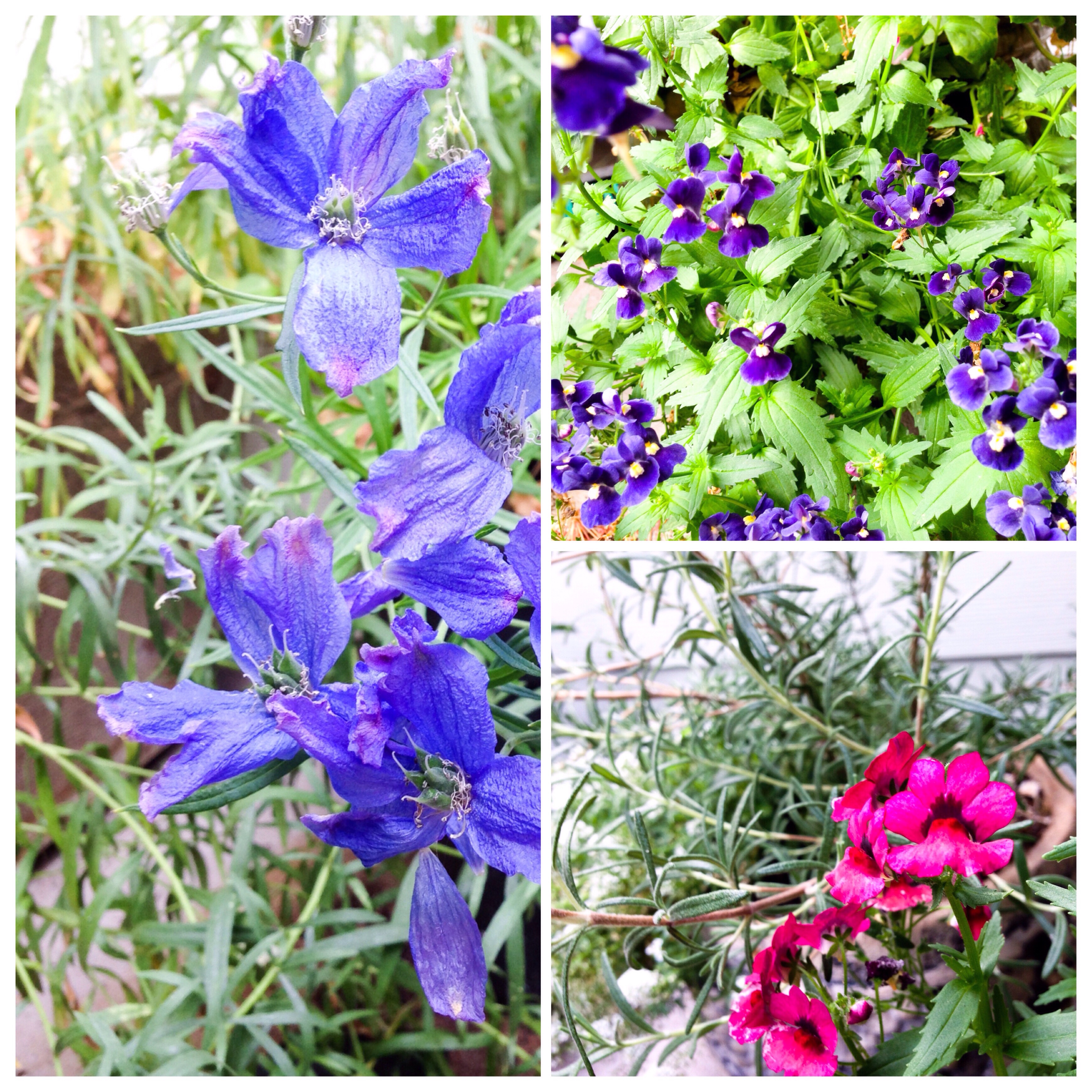 The fading flowers of September